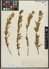 Foto von Salix triandra subsp. amygdalina (L.) Schübl. & G. Martens